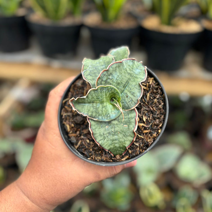 sanseevieria Silver Blue