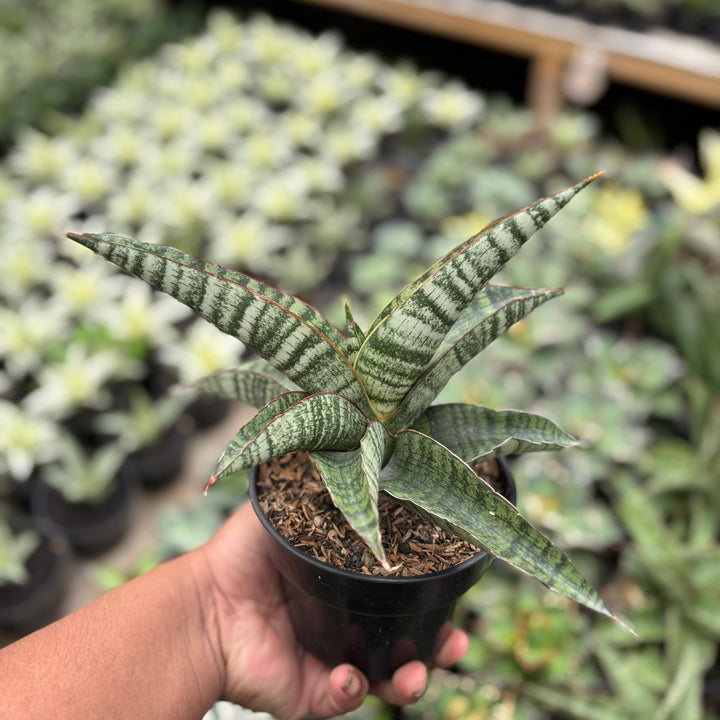 Sansevieria horwud x boncel
