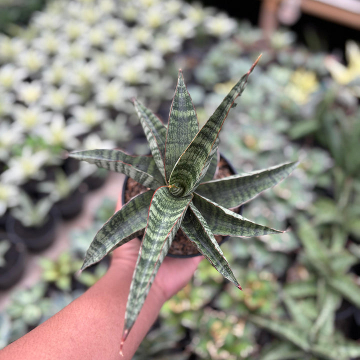 Sansevieria horwud x boncel