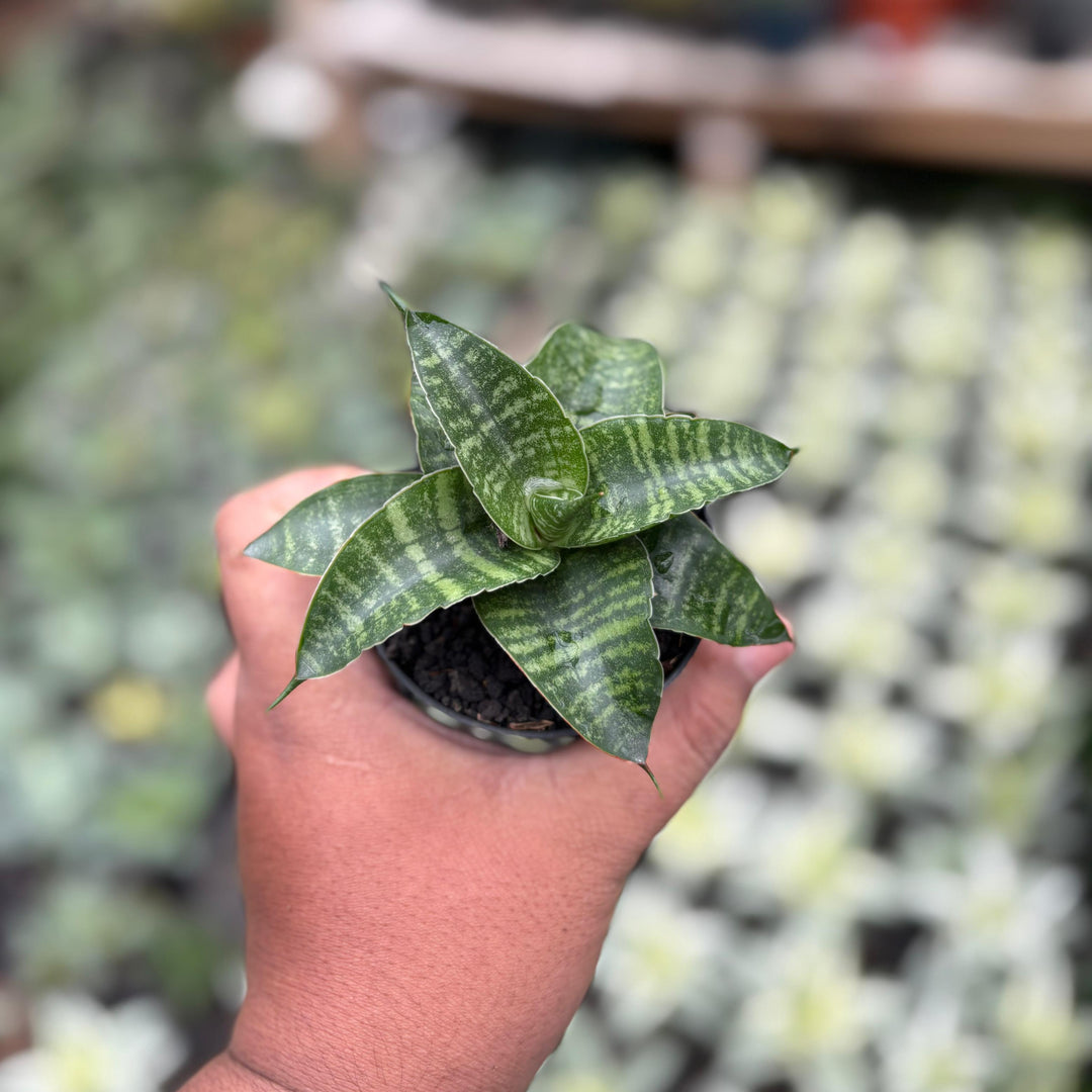 Sansevieria ariela