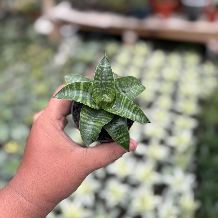 Sansevieria ariela
