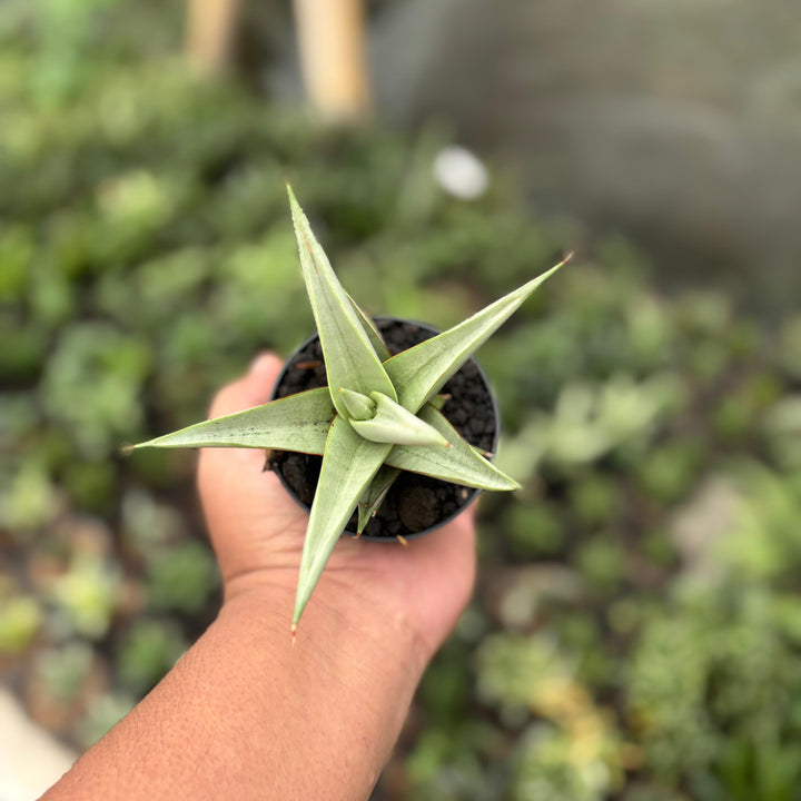 Sansevieria chanin thorut