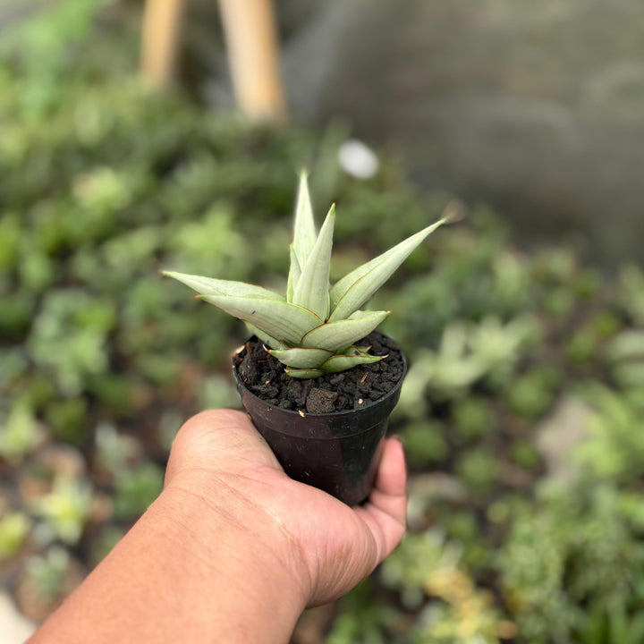 Sansevieria chanin thorut