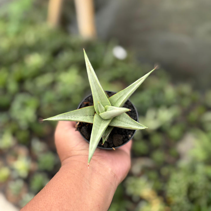 Sansevieria chanin thorut