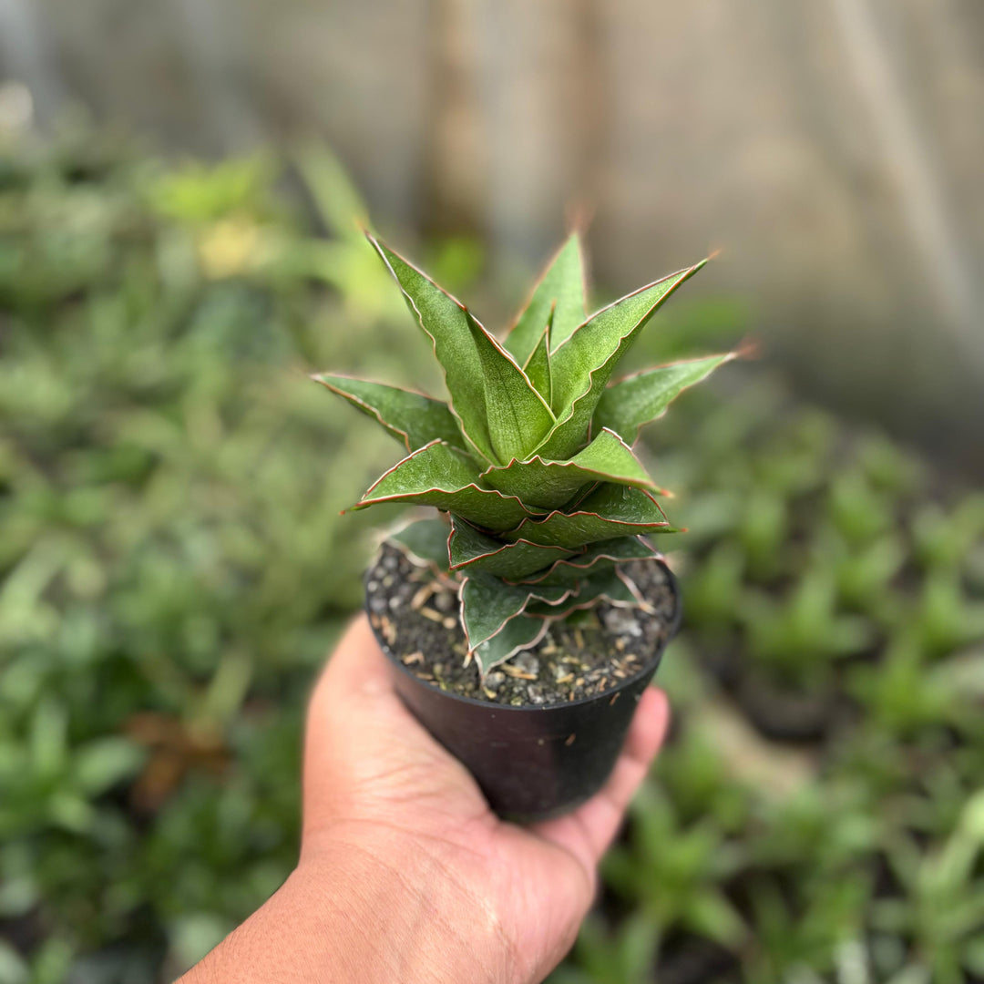 Sansevieria aya