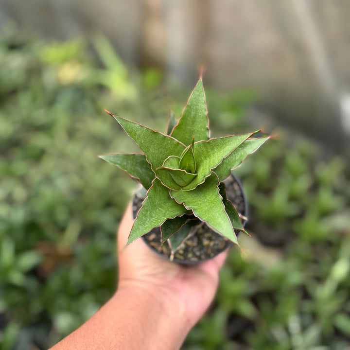 Sansevieria aya