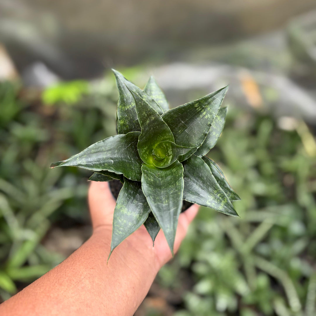 Sansevieria shinta