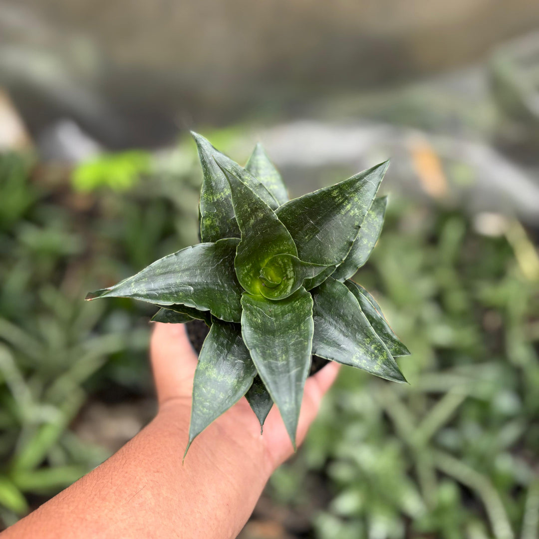 Sansevieria Shinta