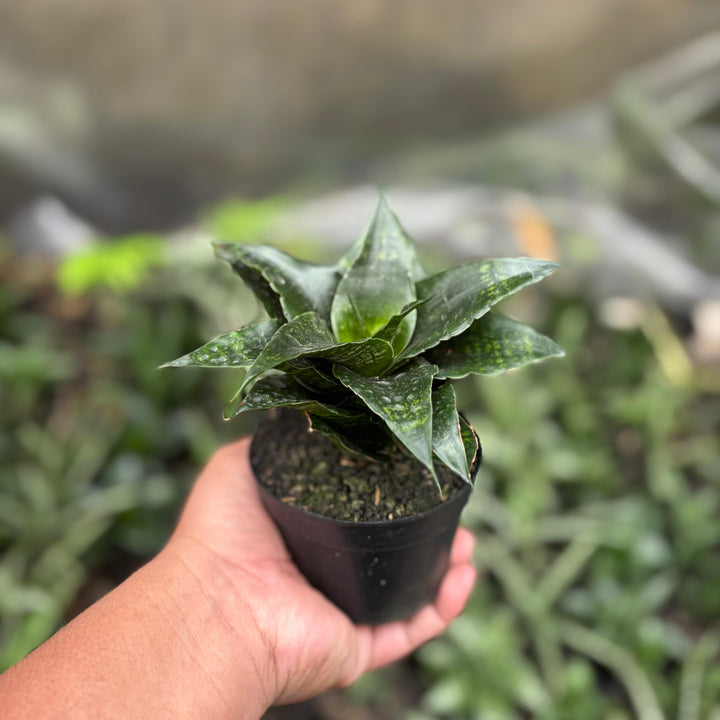 Sansevieria shinta