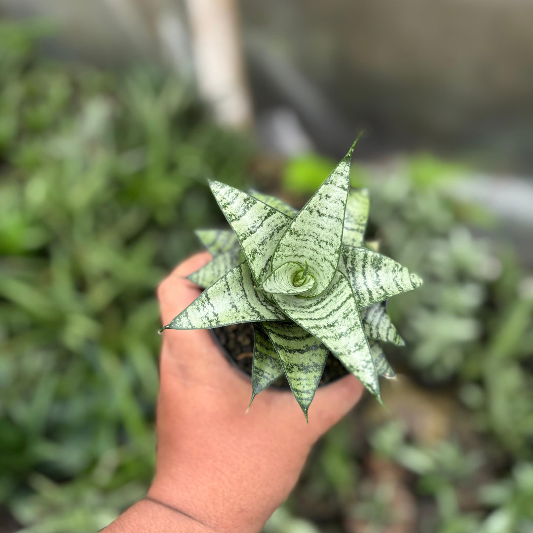 sansevieria Gabriela x Spyder