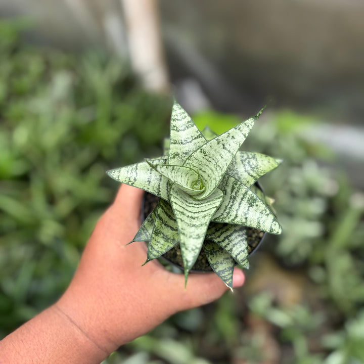sansevieria Gabriela x Spyder