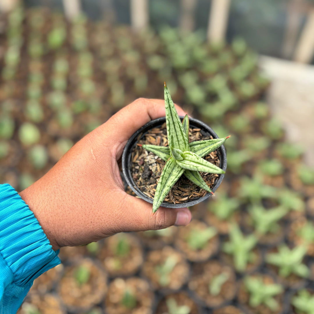 Sansevieria Quantin