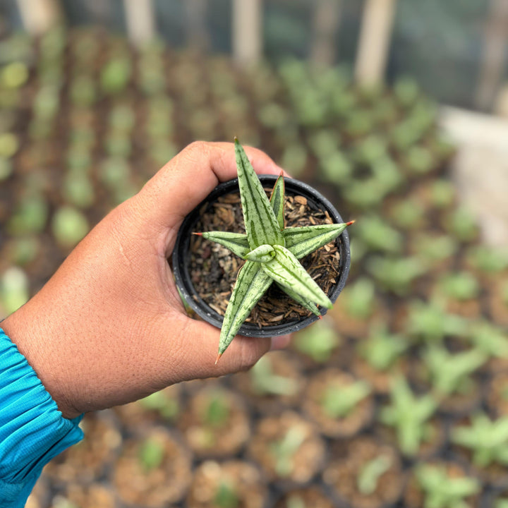 Sansevieria Quantin