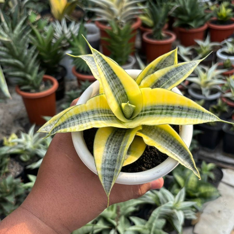Sansevieria Spyder Aurea variegated