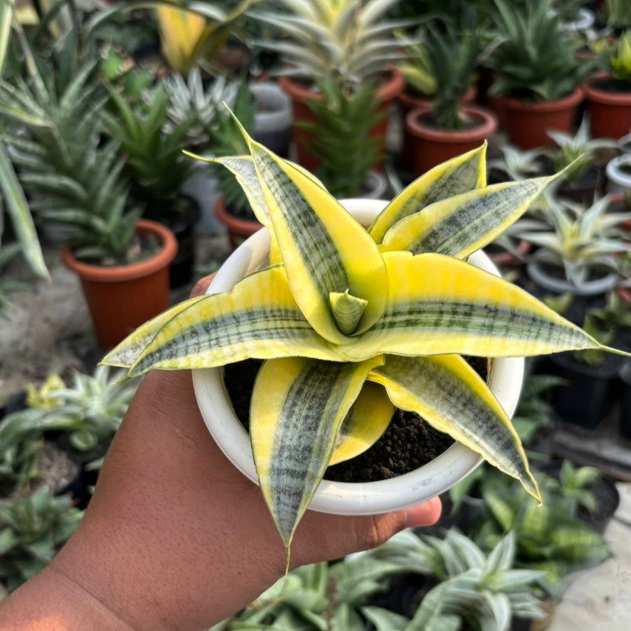 Sansevieria Spyder Aurea variegated