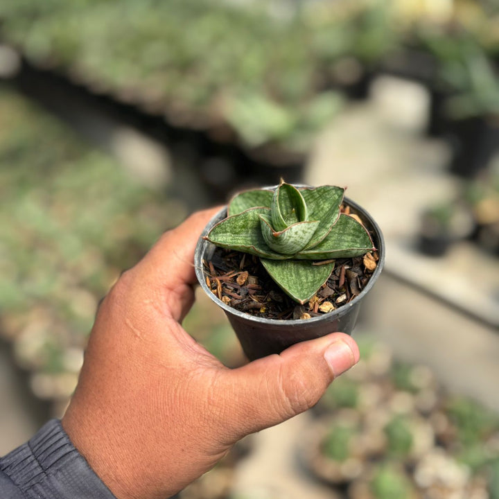 Sansevieria Yok Morakot