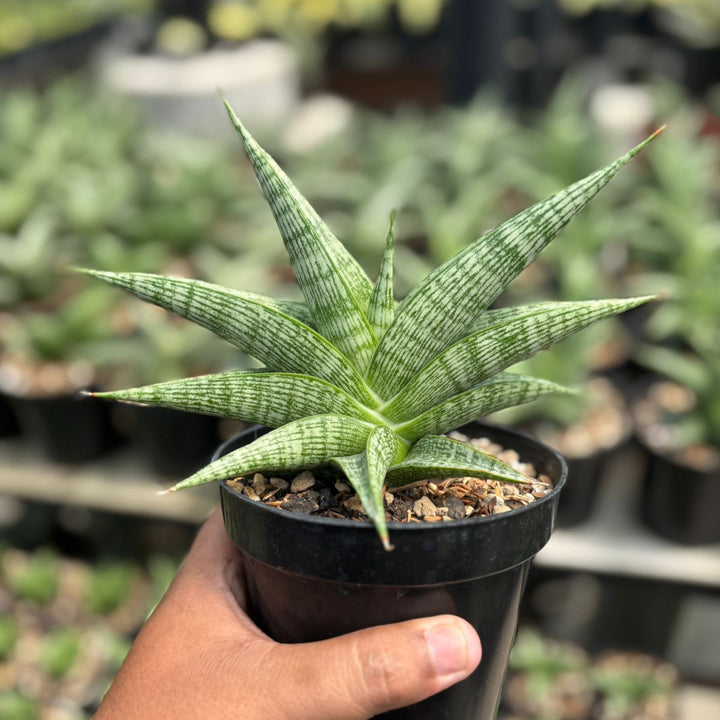Sansevieria Azalea