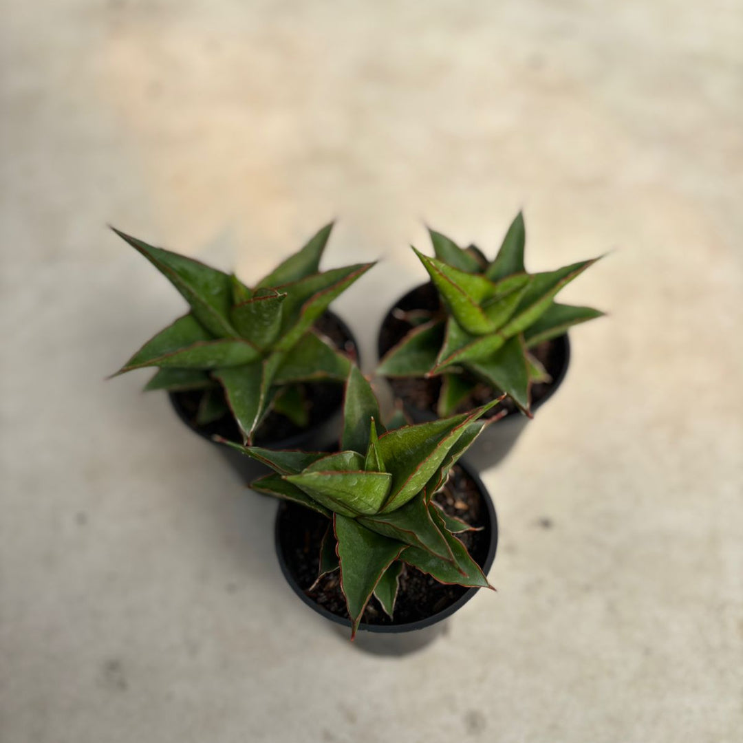 WHOLESALE : 3 pcs Sansevieria Luna