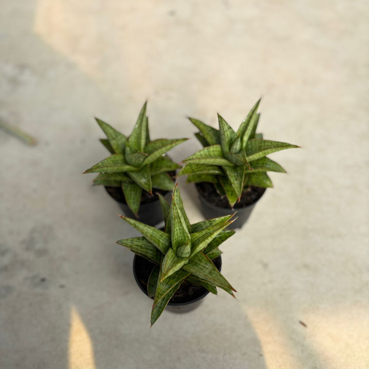 WHOLESALE : 3 pcs Sansevieria Liwa
