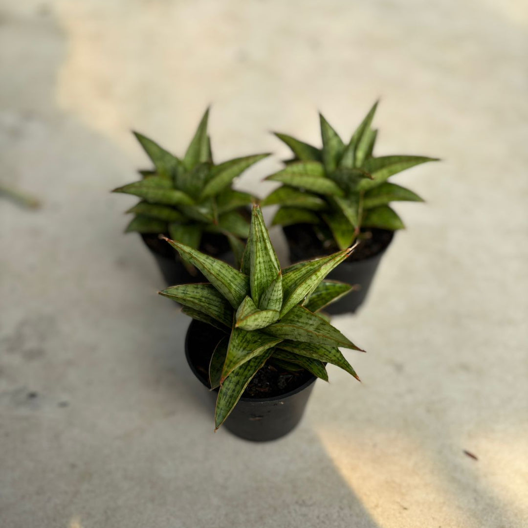 WHOLESALE : 3 pcs Sansevieria Liwa