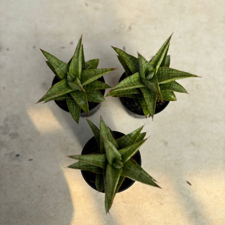 WHOLESALE : 3 pcs Sansevieria Liwa