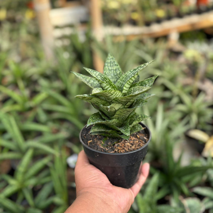 Sansevieria kahuripan