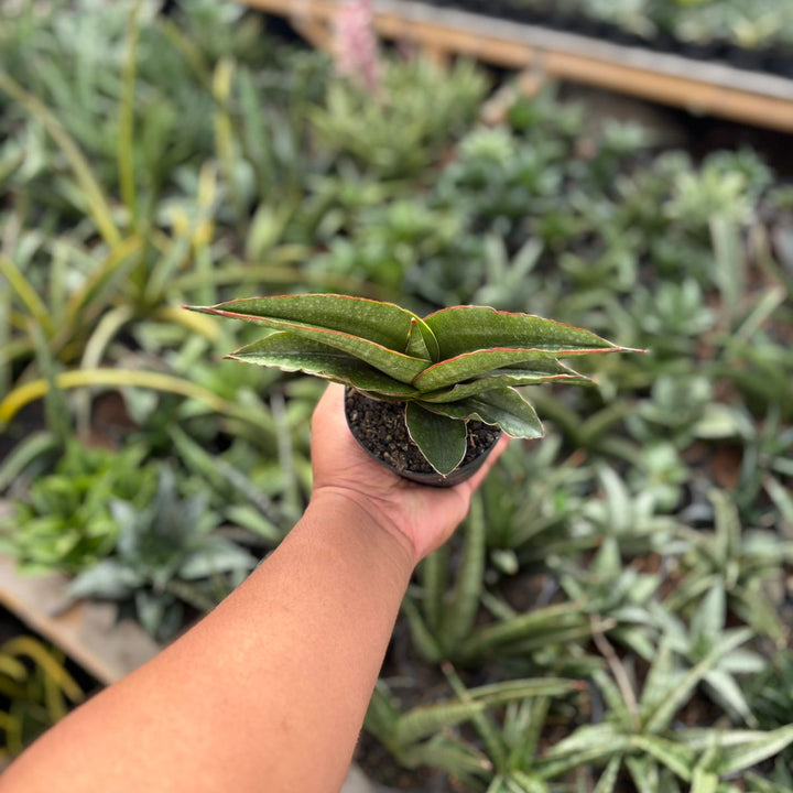 Sansevieria Brother