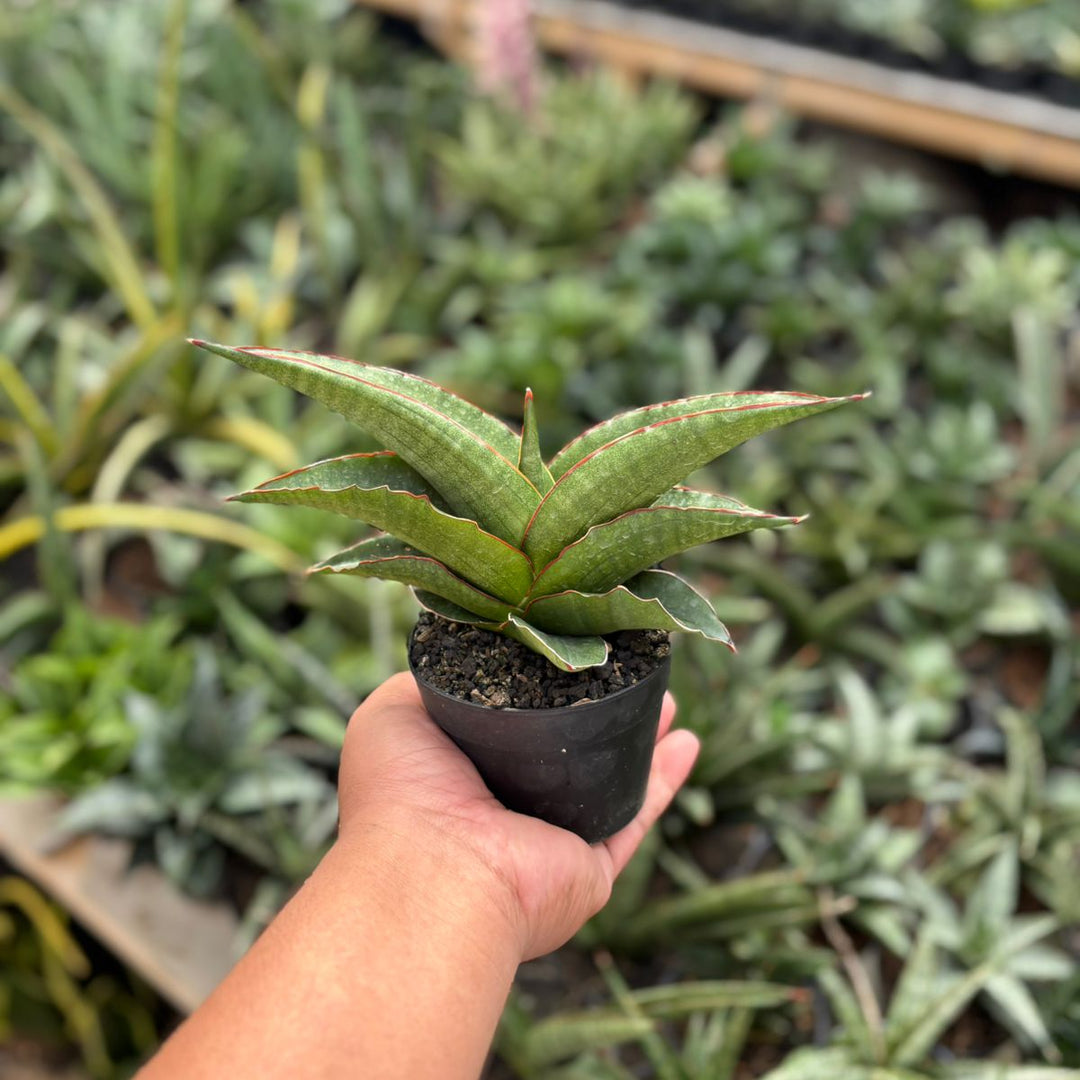 Sansevieria Brother