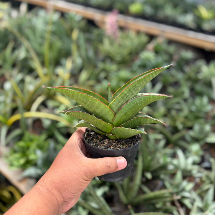 Sansevieria Brother