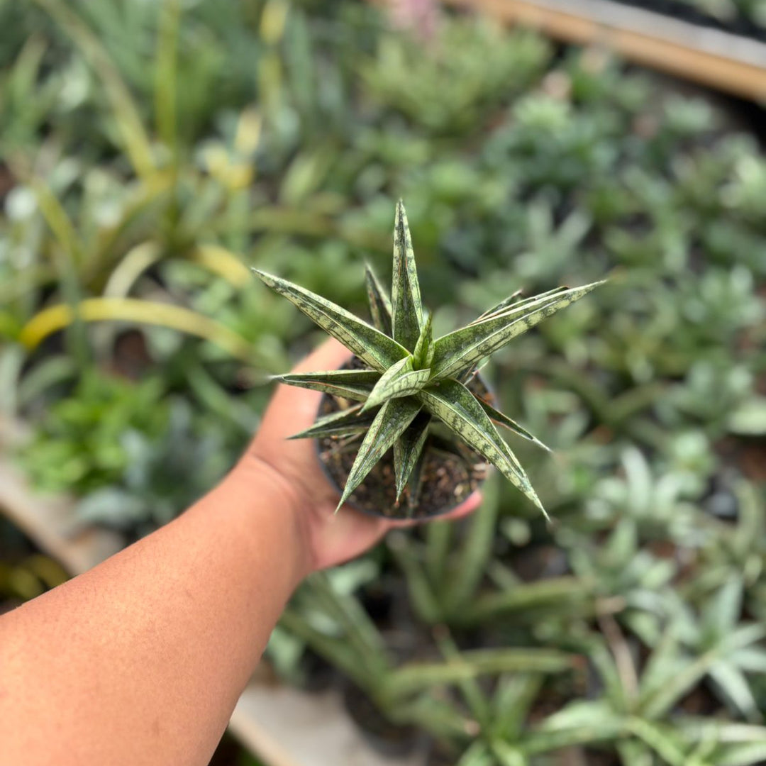 SA59 Sansevieria NN77