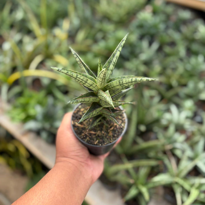 SA59 Sansevieria NN77