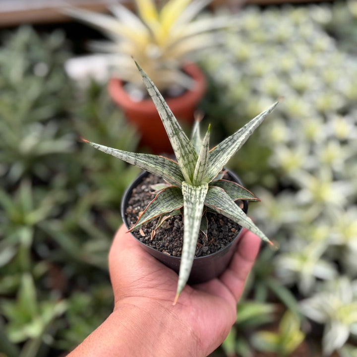 Sansevieria Mandalika