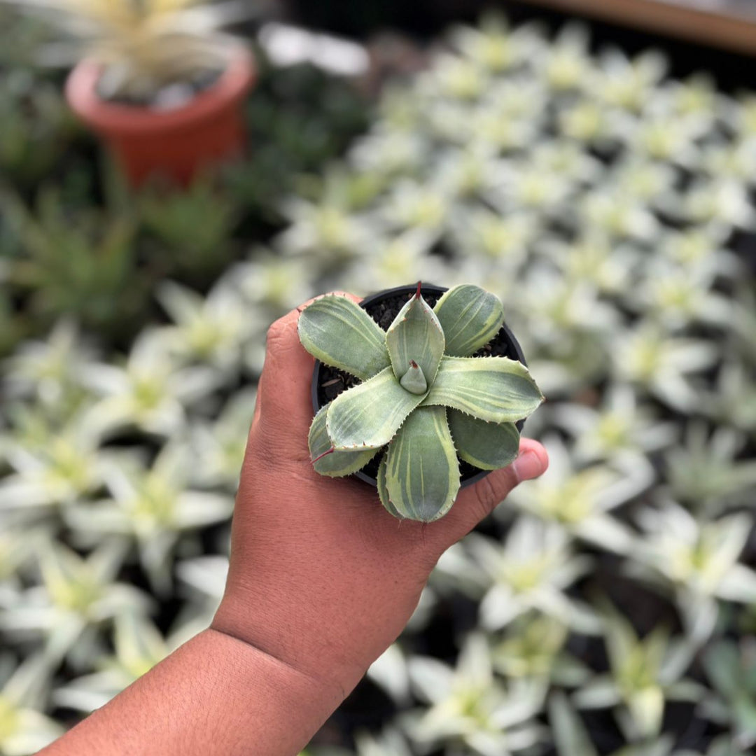 SA55 Agave parryi variegtaed