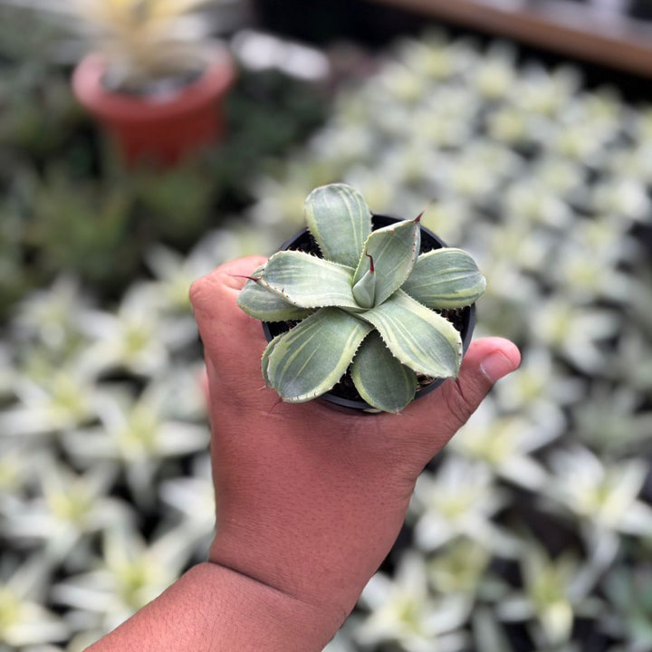 SA55 Agave parryi variegtaed