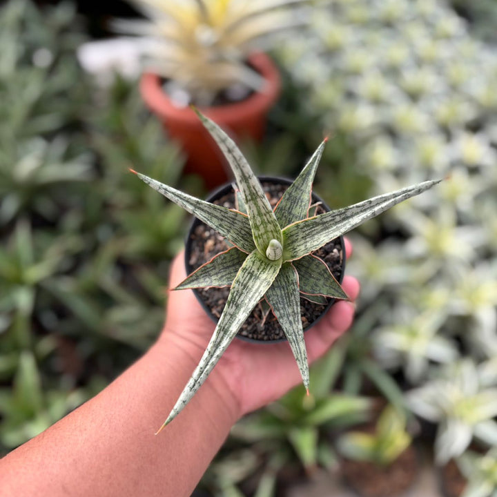 Sansevieria Mandalika