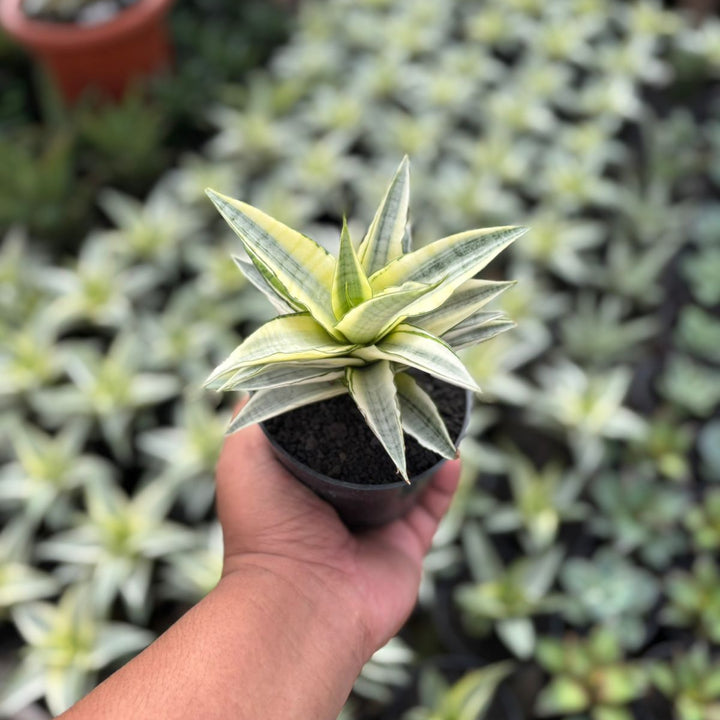 Sansevieria gabriela variegated white