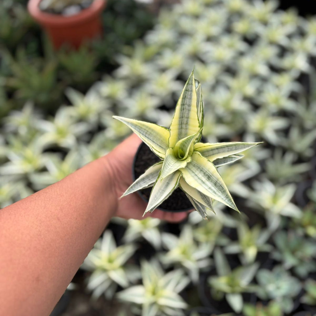 Sansevieria gabriela variegated white