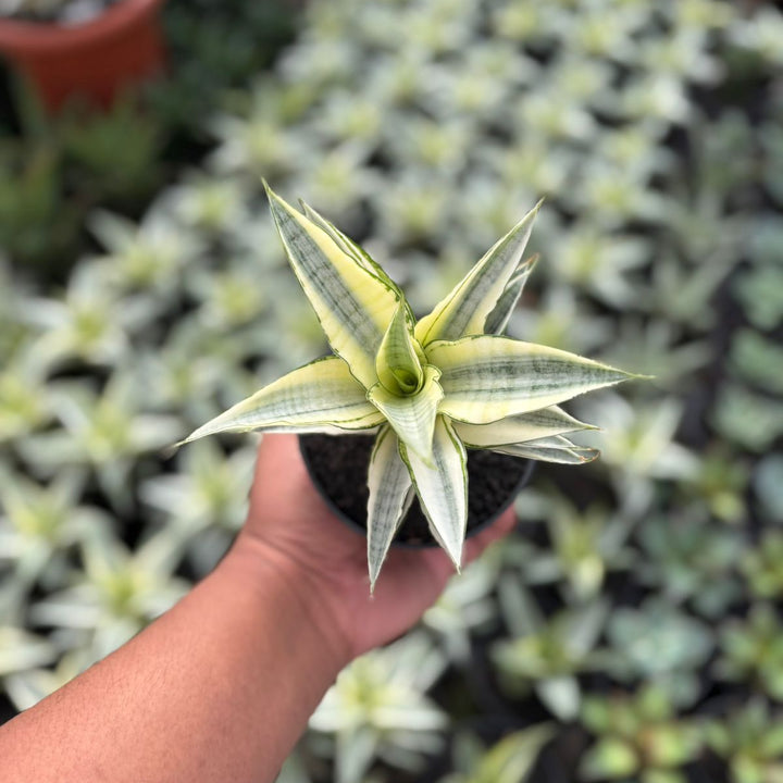 Sansevieria gabriela variegated white