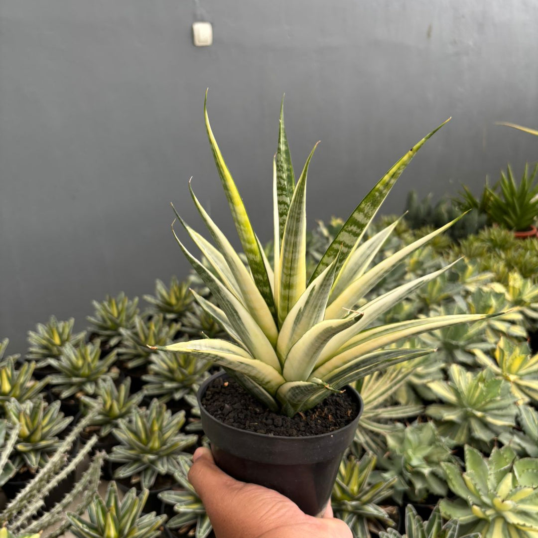 sansevieria big leaf Sansevieria cordova variegated white big