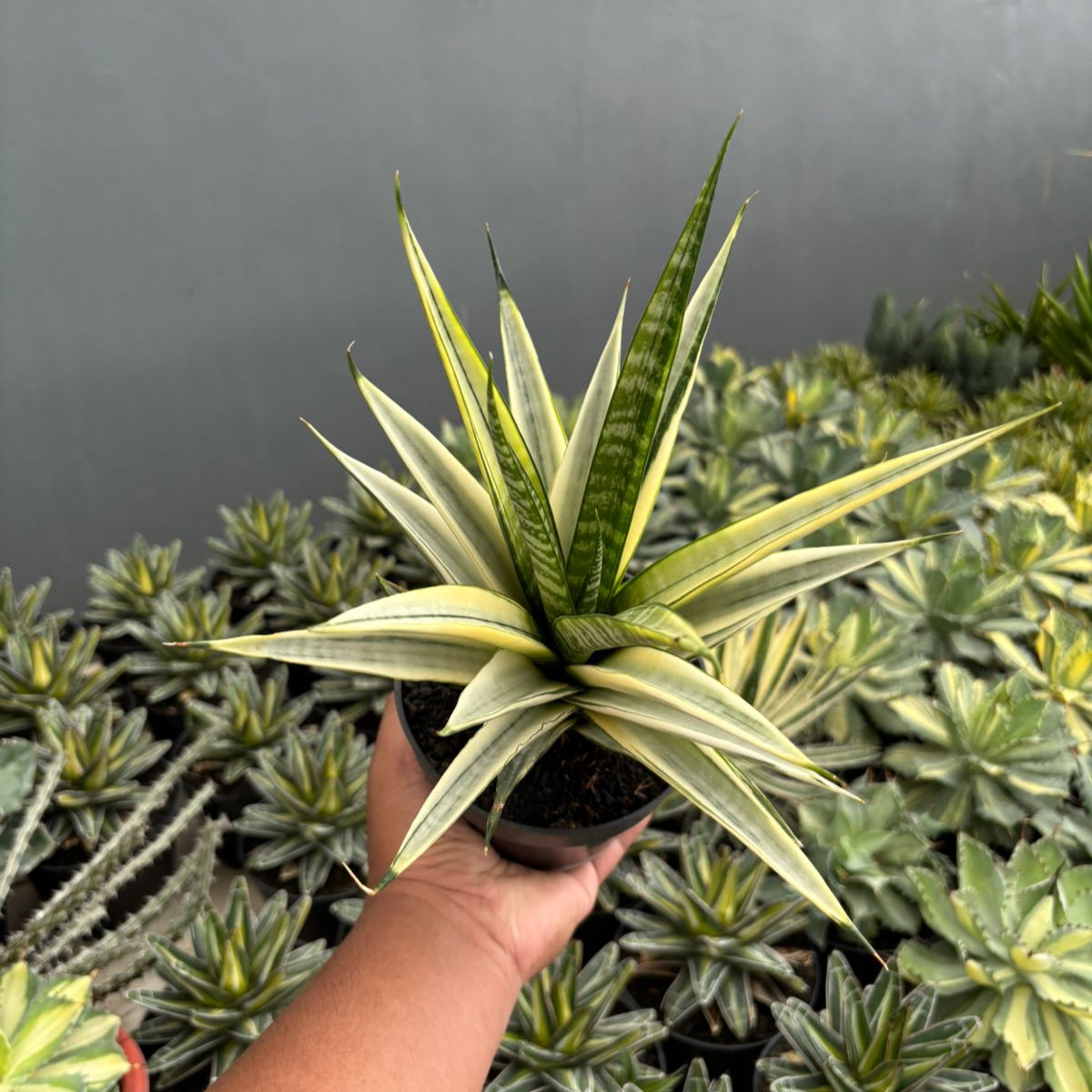 Sansevieria cordova variegated white big – Succulentasia