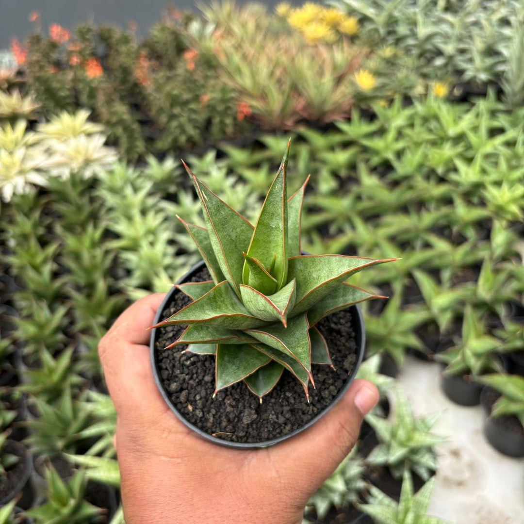 Sansevieria teodora