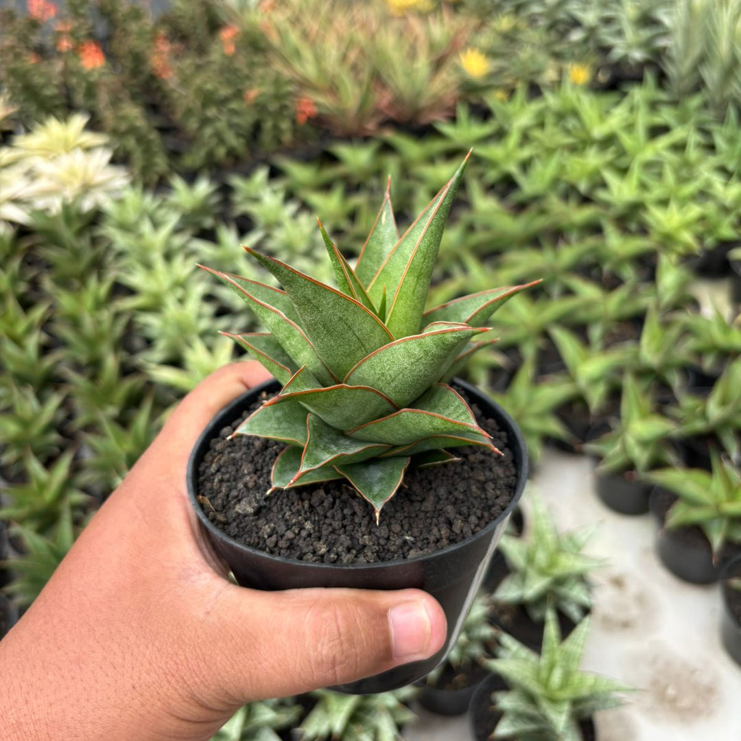 Sansevieria teodora