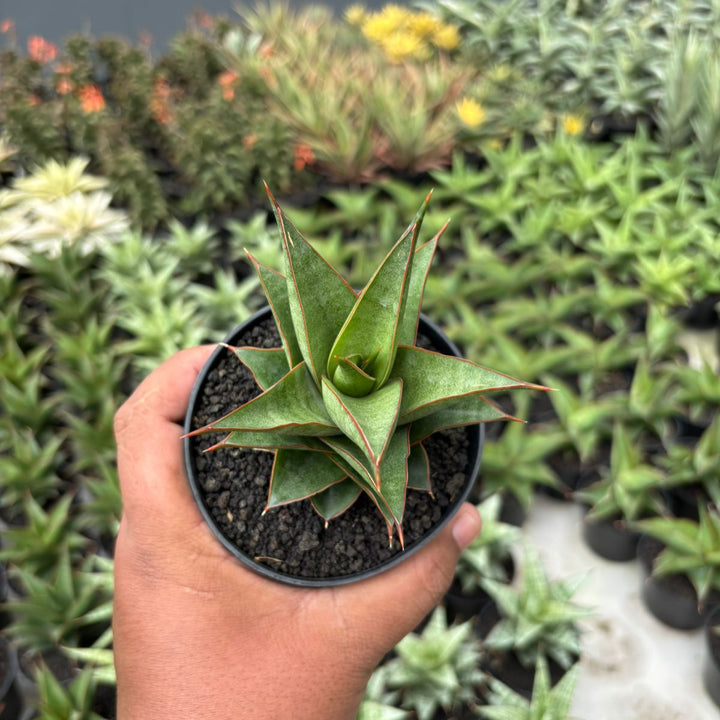 Sansevieria teodora