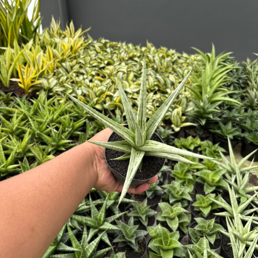 BOGO 2PCS Sansevieria cinta