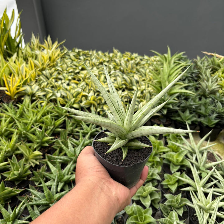 BOGO 2PCS Sansevieria cinta