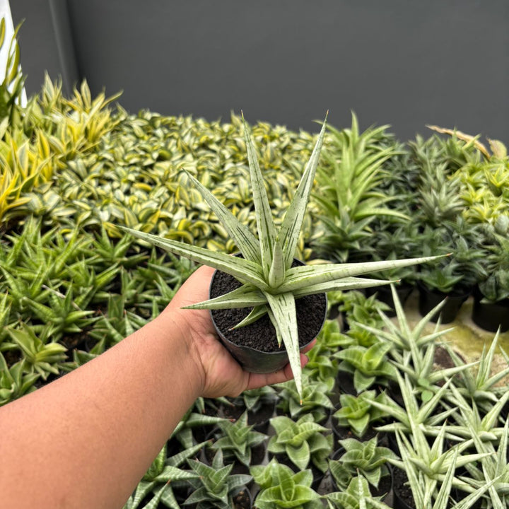 BOGO 2PCS Sansevieria cinta
