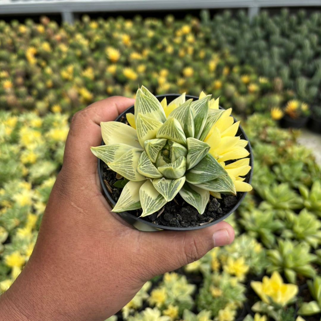 Haworthia Retusa variegated