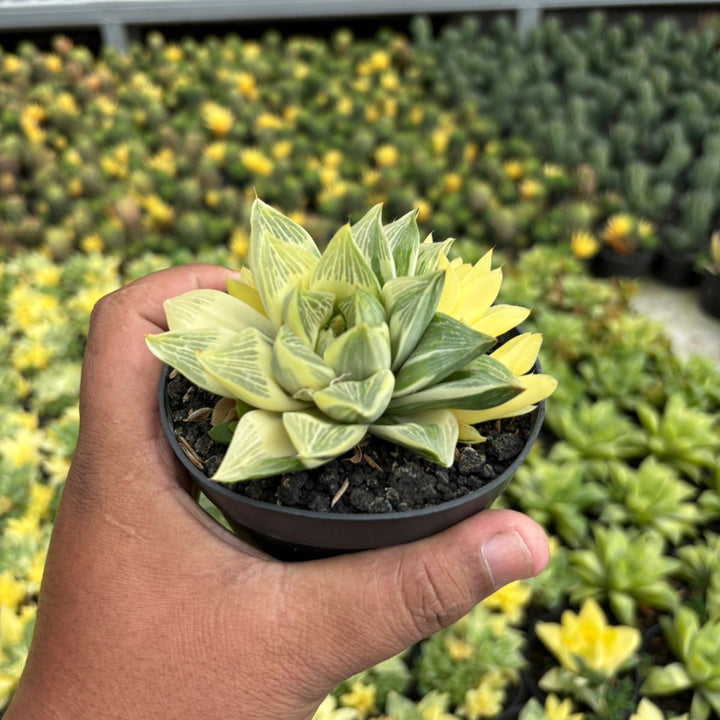 Haworthia Retusa variegated