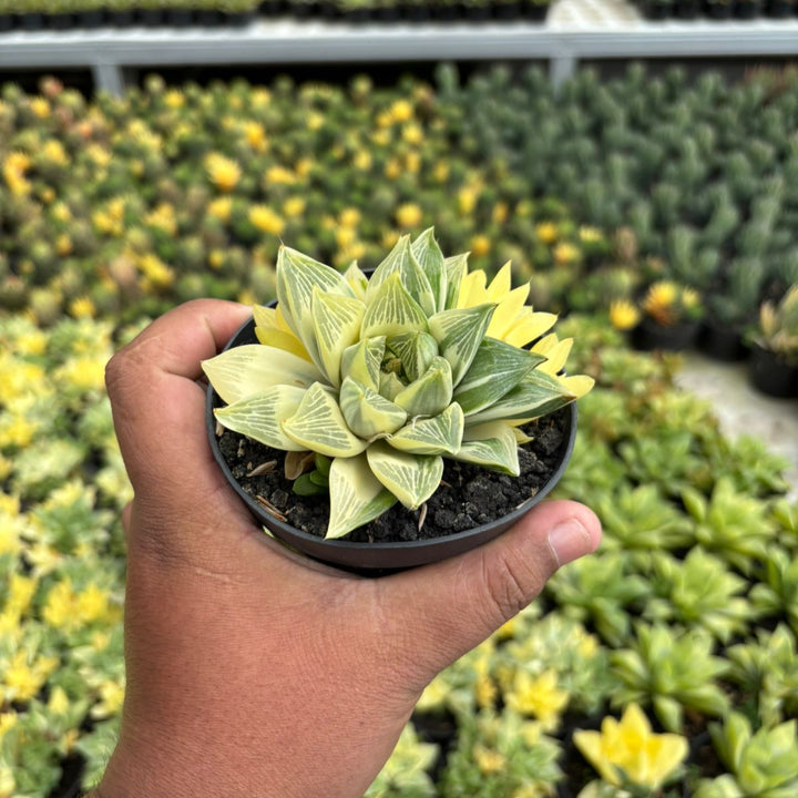 Haworthia Retusa variegated