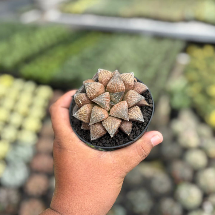 Haworthia chocolate